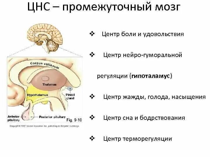 Болевой центр в мозге. ЦНС промежуточный мозг. Функции промежуточного мозга головного мозга. Промежуточный мозг гипоталамус. Промежуточный мозг схема.