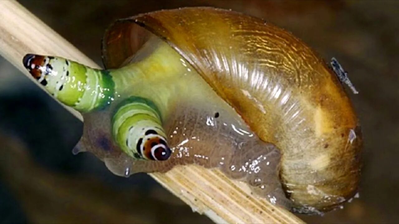 Личинка почему и. Leucochloridium Paradoxum плоский червь,. Янтарка улитка паразит.