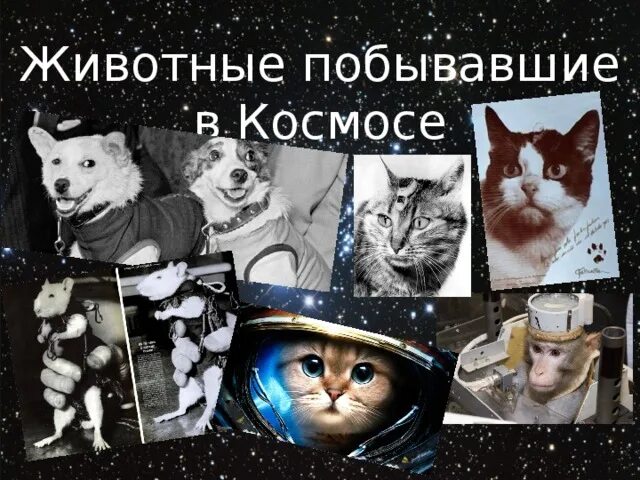 Какое животное никогда не летало в космос