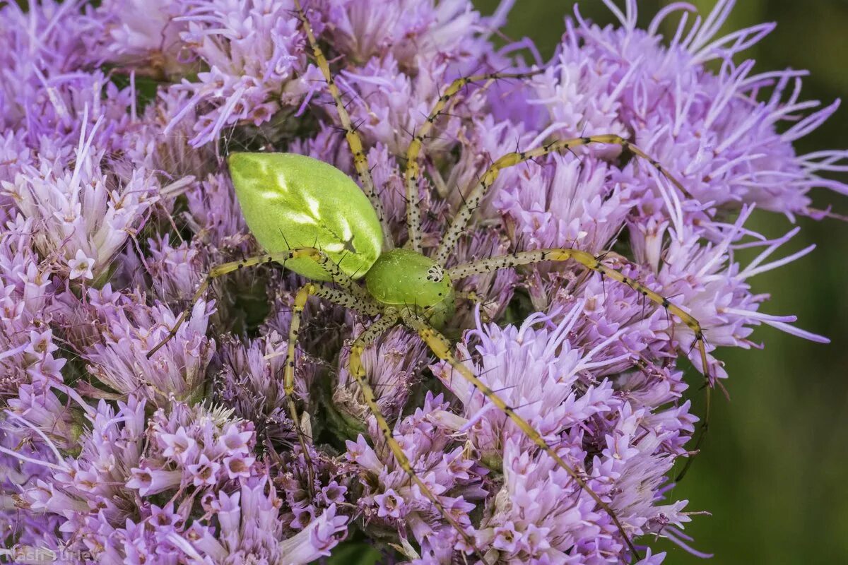 Bytor org. Org вход. Bytor. Примеры заданий в learningapps. Org.