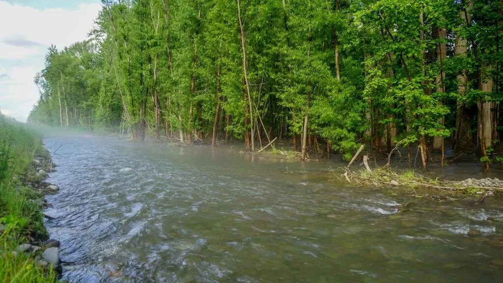 Полноводной реки страны. Затопленный лес в Казахстане. Затопленный лес Краснодарский край. Затопленный лес Калининград. Затопленный лес на Урале.