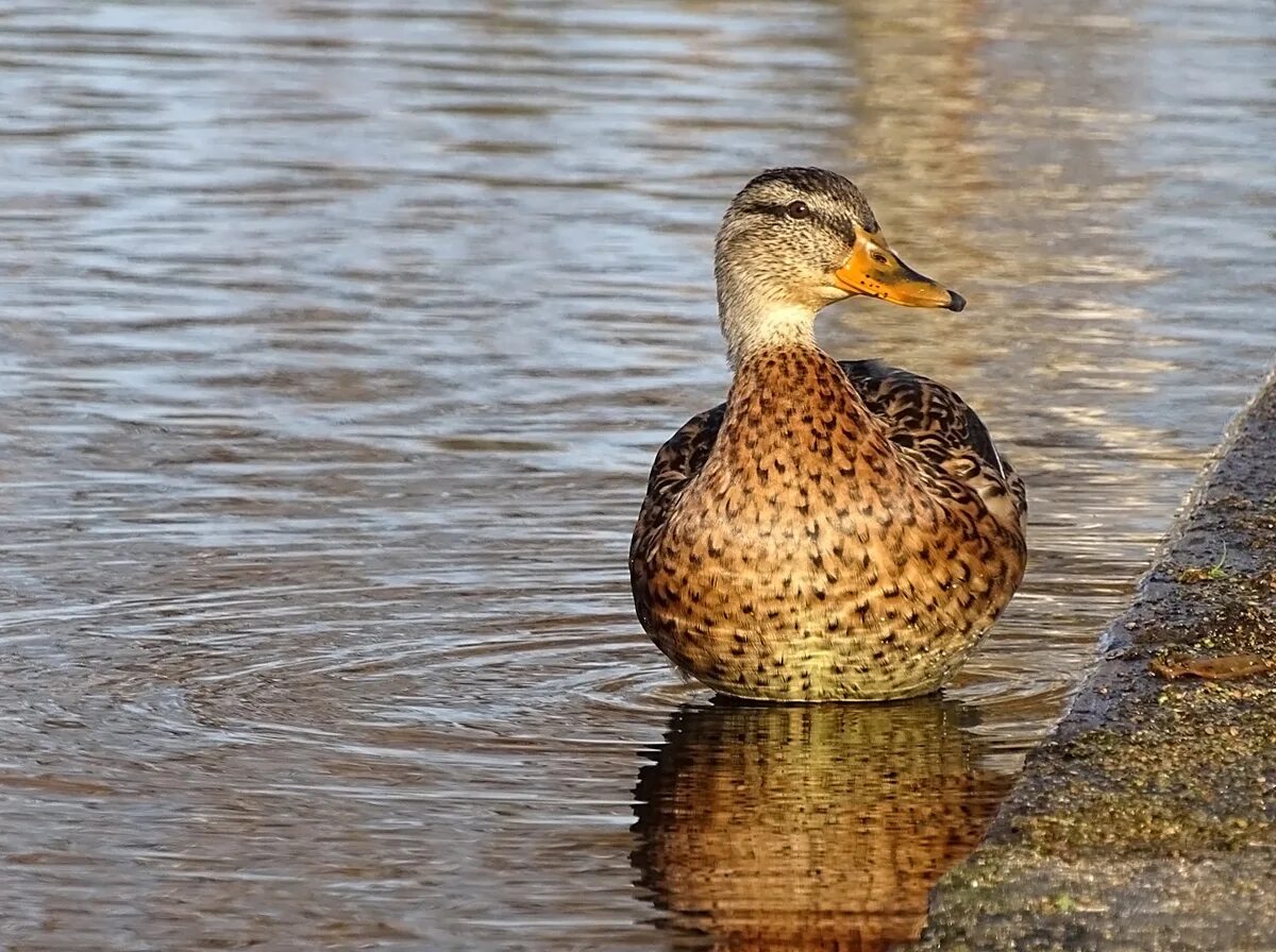 болотная утка. утки куркино. утка кряква самка. лайсанская кряква. утки с голуба.