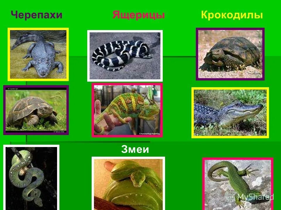 ящерицы крокодилы черепахи змеи. крокодил гадюка лягушка черепаха ящерица. пресмыкающиеся для дошкольников. млекопитающие пресноводные земноводные и пресмыкающиеся. крокодил лягушка черепаха змея что лишнее.