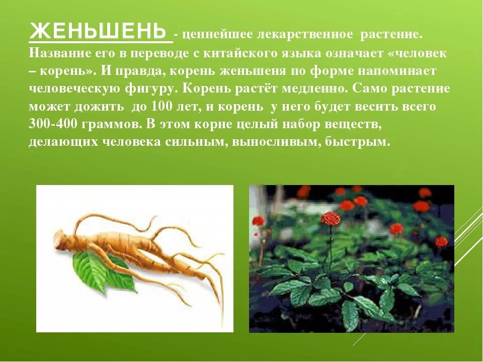 Жизни описание корень. Женьшень настоящий (Panax Ginseng). Женьшень обыкновенный красная книга. Женьшень пятилистный красная книга. Женьшень Дальневосточный красная книга.