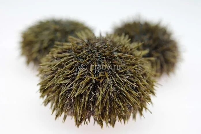 Морской ёж conoclypeus палеоген. Морской еж strongylocentrotus droebachiensis. Strongylocentrotus droebachiensis (мюллер, 1776). Зеленый морской еж. Зелёный морской ёж.