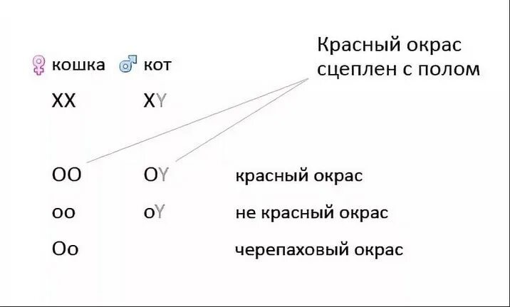 Черепаховая окраска кошек генетика. Наследование окраски шерсти у кошек. Наследование окраса у кошек. Генотип черепаховой кошки.