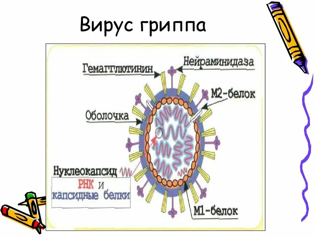 Белок вируса гриппа. Структура вируса гриппа микробиология. Строение вириона гриппа. Вирус гриппа морфология микробиология. Строение вирусов микробиология.