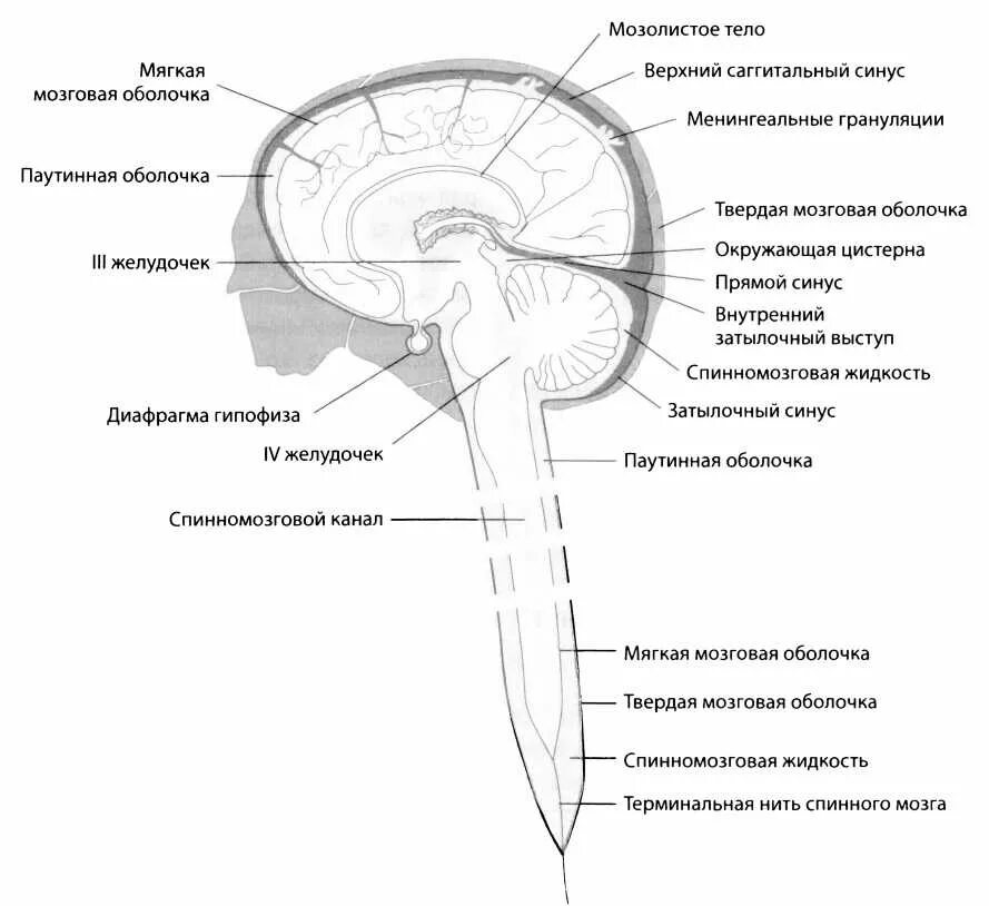 Длинные отростки головного мозга. Строение твердой мозговой оболочки. Твердая оболочка мозга анатомия. Твердая мозговая оболочка головного мозга схема. Оболочки, синусы, отростки головного мозга.