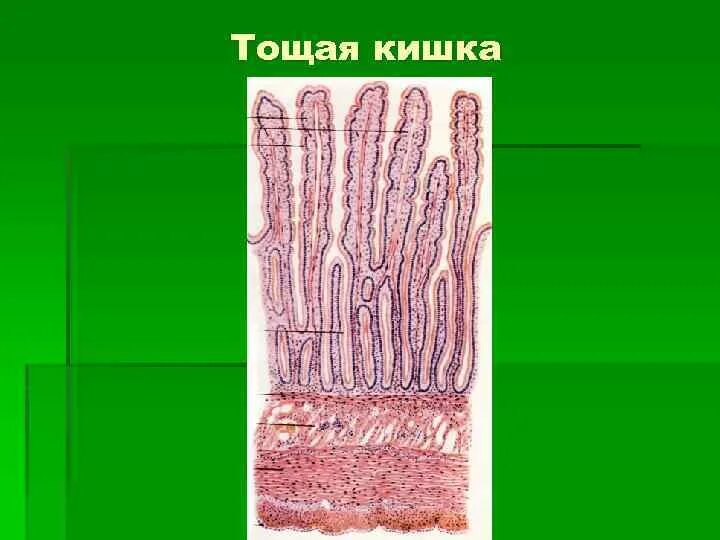 Функции тощей кишки. Функции тощей кишки