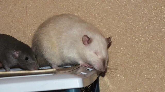 описание крысы. форум крыс. выставка декоративных крыс. парк крыс. форум крыс.