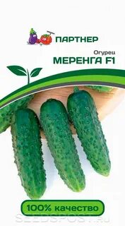 Огурец меренга