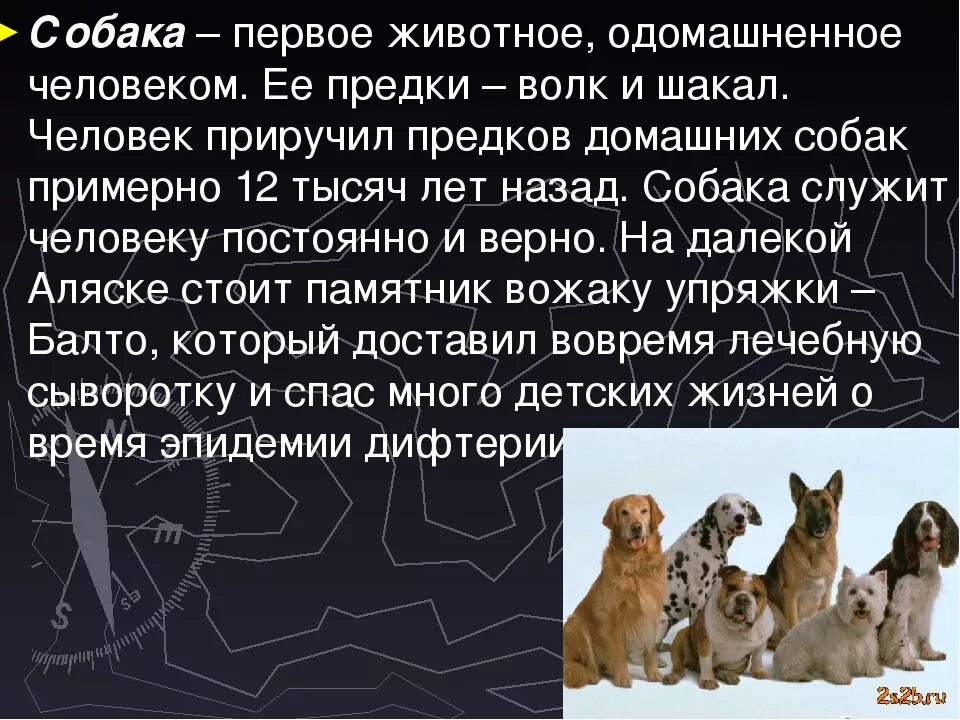 1 домашним животным была