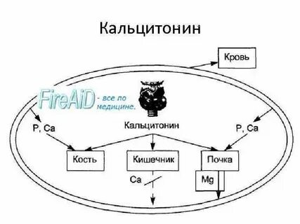 Кальцитонин является гормоном