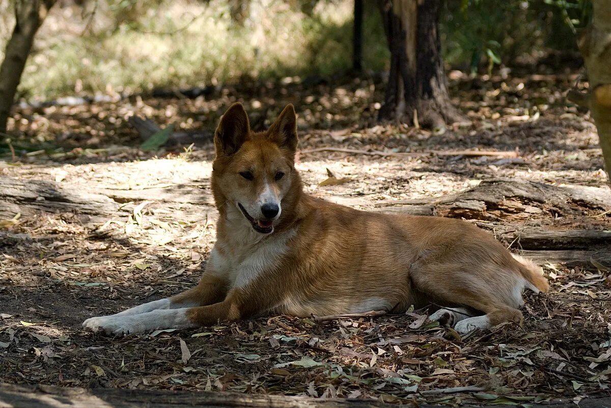 Swamp dingo