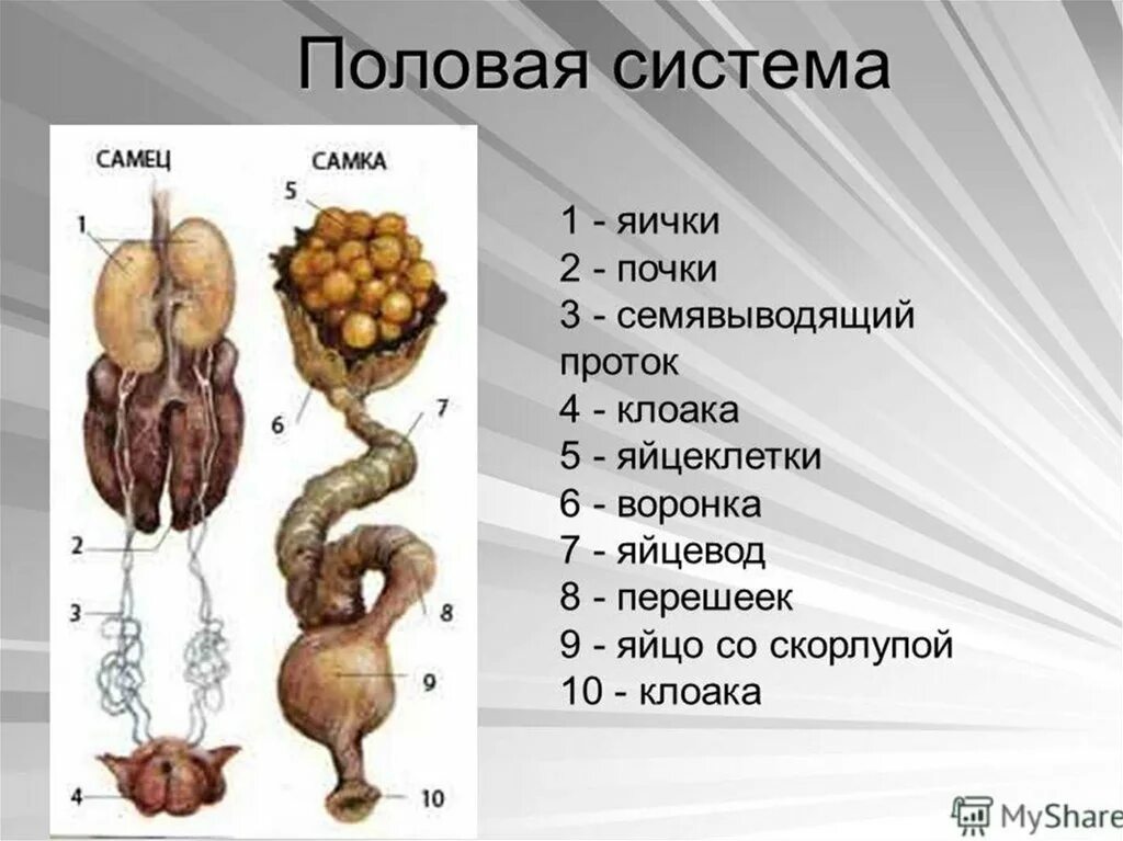 Почка какая система у птиц. Выделительная и половая система птиц. половая система птиц яйцевод. мочеполовая система птиц схема.