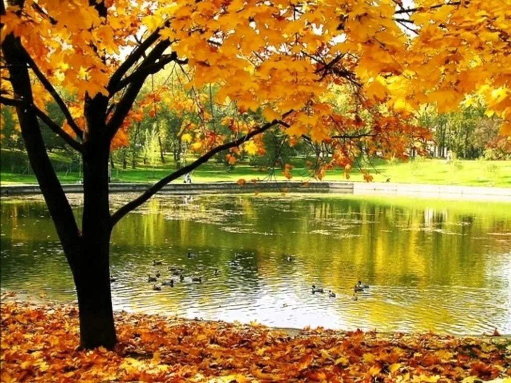 Осень солнце. Осенняя пора. С красивым осенним деньком. Просинь осенью. Наступила теплая золотая осень.