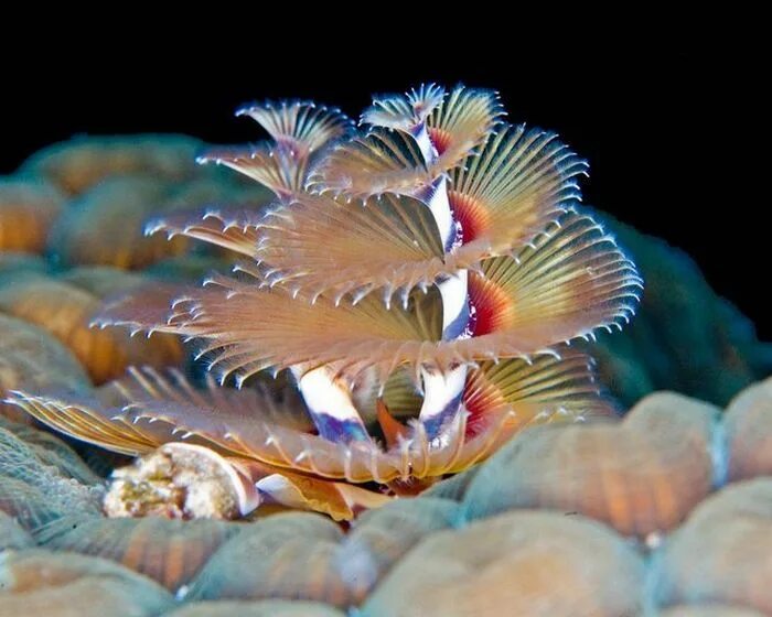 Морской червь моллюск. Морские обитатели. Диковинные морские обитатели. Редкие подводные обитатели. Необычные морские существа.