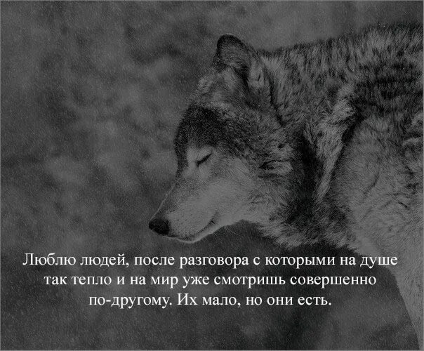 Одинокий волк 2021. Костя одинокий волк. Одинокий волк лучшие песни