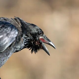 Where Do Ravens Live.