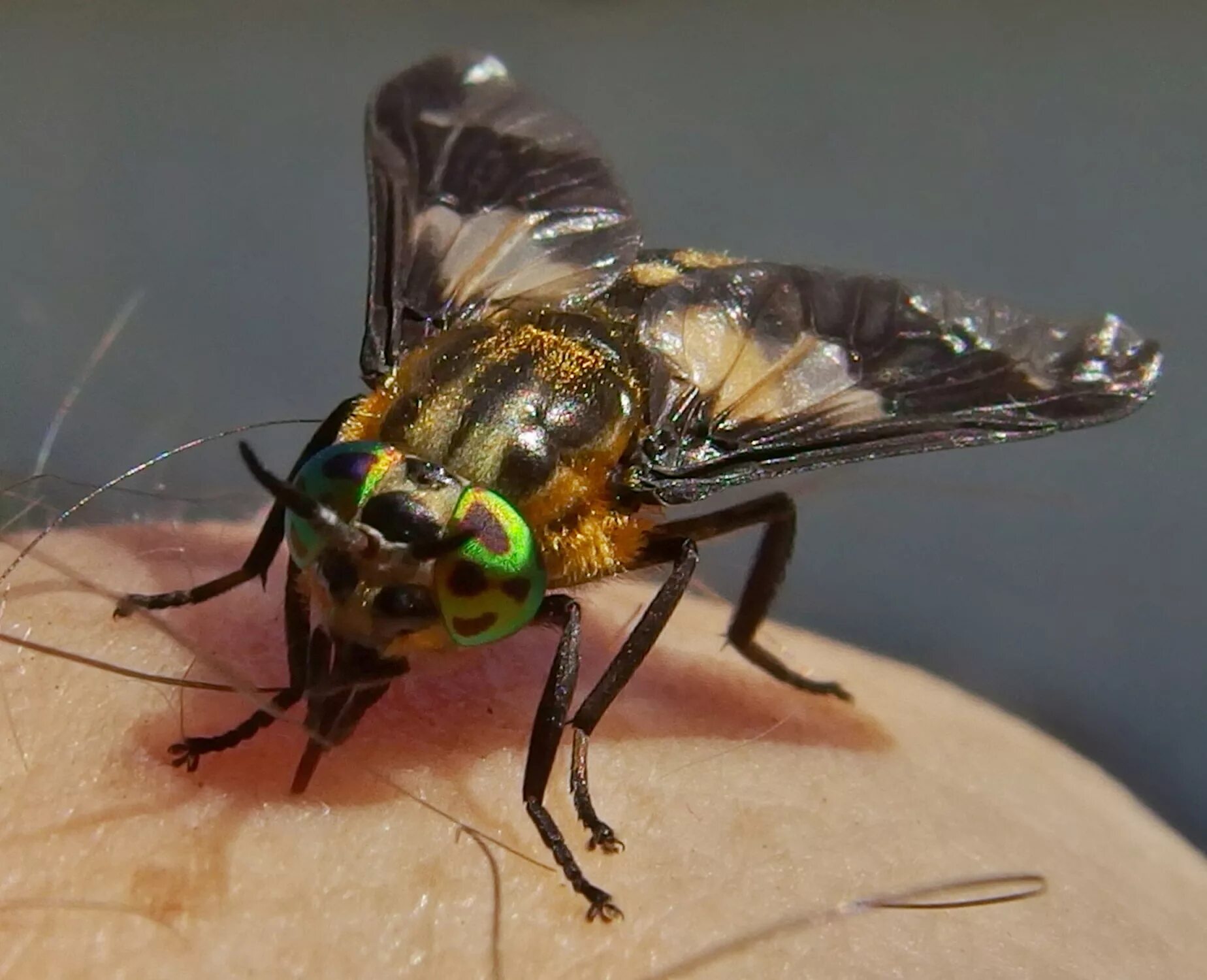 Слепень chrysops. Слепень златоглазка. Овод златоглазик. Муха chrysops. Tabanus bromius.