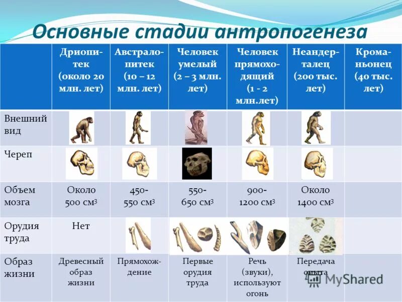 Антропогенез человека 9 класс. 2 Стадия антропогенеза. 4 Стадии антропогенеза таблица. Этапы антропогенеза. Основные этапы антропогенеза.