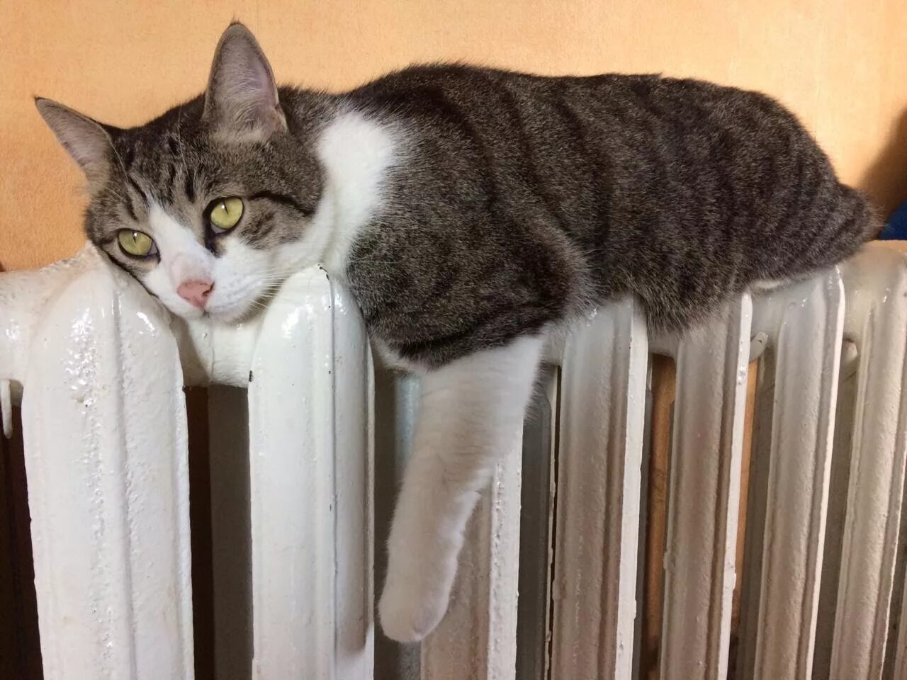 Закончился отопительный. Закончился отопительный. Кошка на батарее. Отопительный период. Отопление.