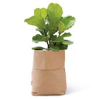 Plant flowers recycle cans collect