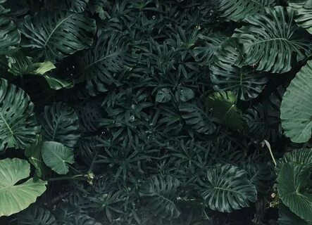 Black plants