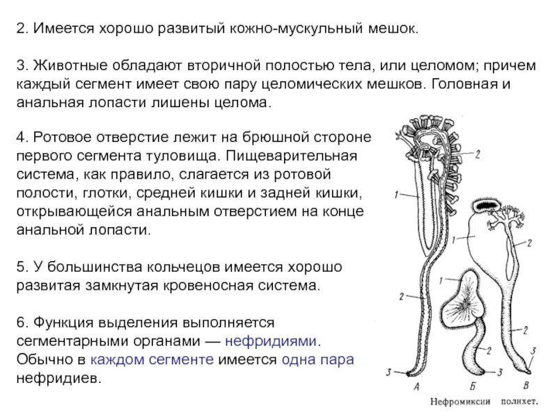 Какое животное имеет выраженную вторичную полость