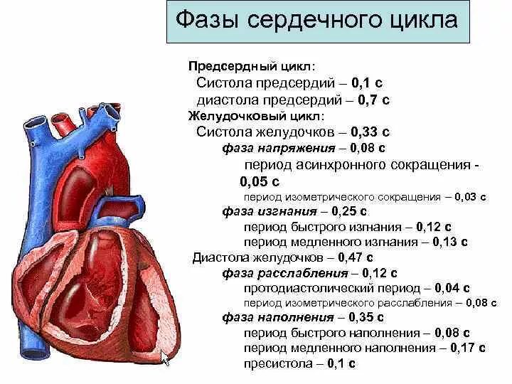 Сердечный цикл.фазы систолы диастолы желудочков. Таблица фазы сердечного цикла систола предсердий. Фазы сердечного цикла таблица систола желудочков. Фазы сердечного цикла сокращение предсердий. Состояние предсердий во время систолы предсердий