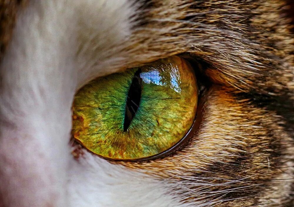 Какие цветом глаза у животных. Кошачий зрачок. кошачий глаз. янтарные глаза у кошки. кот глаза зрачки.