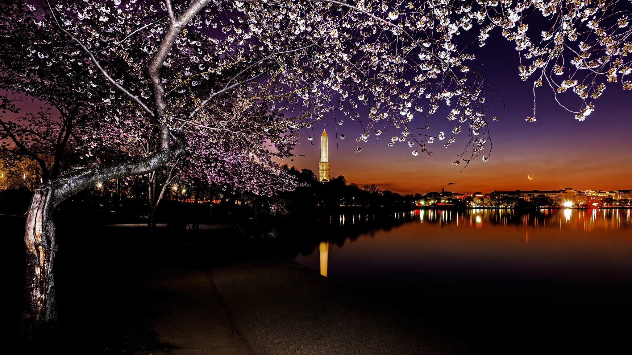 Сакура ночью. Ночь Сакура Вашингтон. Цветущая Сакура ночью. Вид Сакуры ночью.