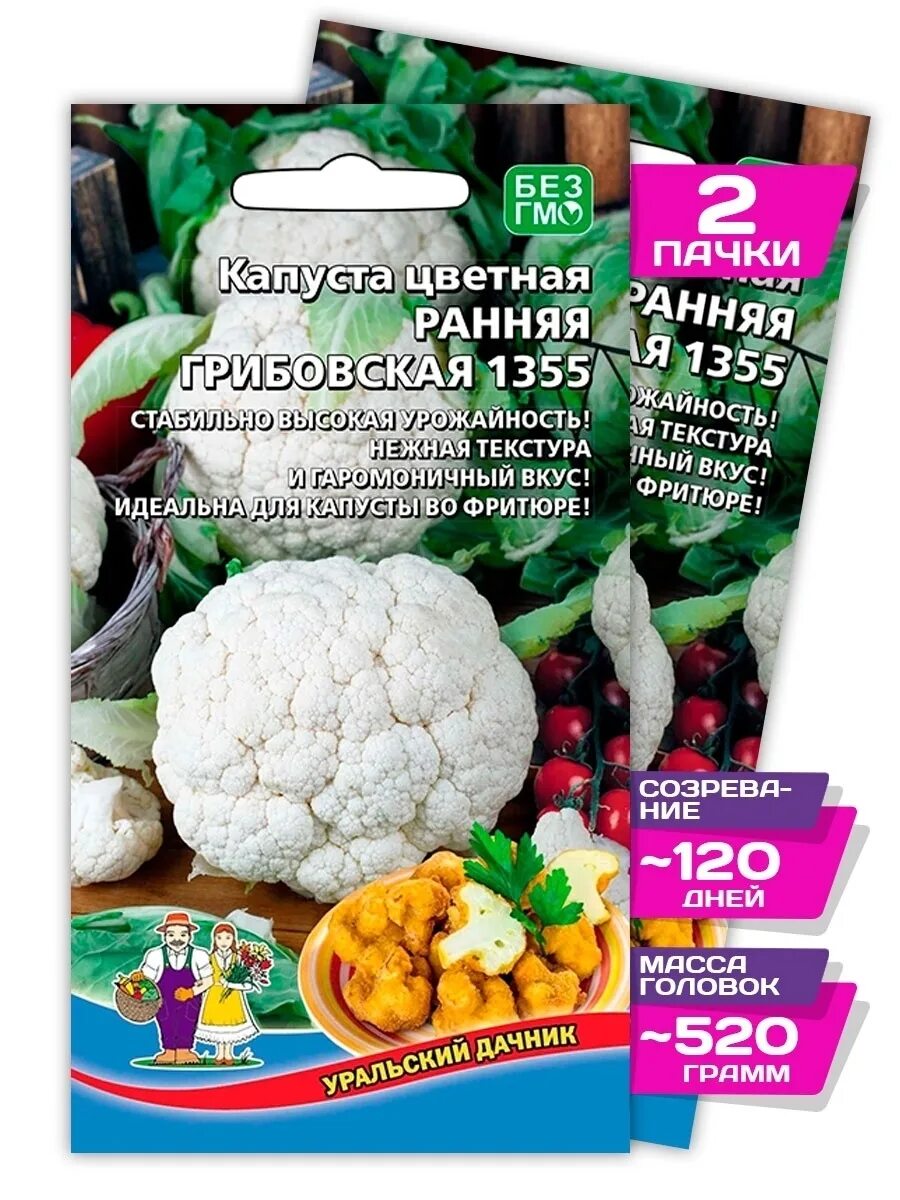 Капуста номер первый грибовский. Капуста цветная (сорт ранняя Грибовская 1355). Капуста ранняя Грибовская. Капуста сорт Грибовский. Капуста Грибовская описание.