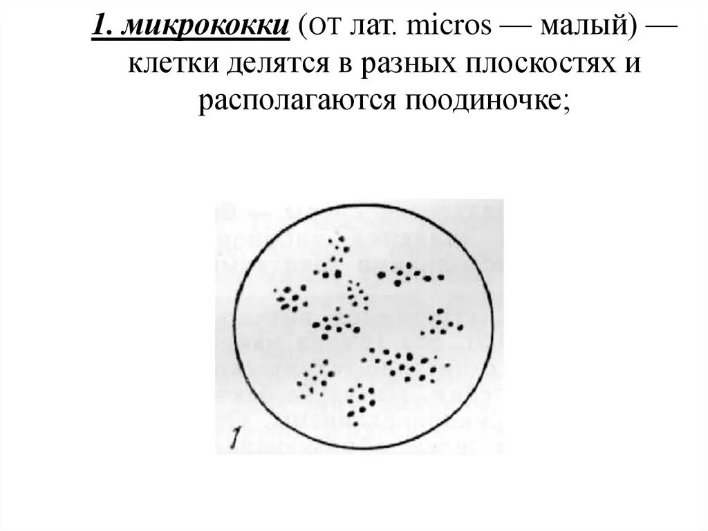 Сарцины стафилококки