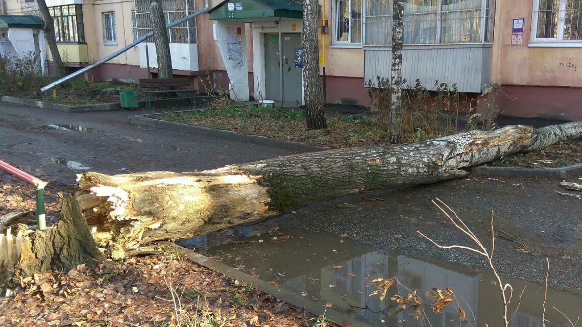 Грозили сегодня. Сильный ветер в городе. Томск сильный ветер. Последствия сильного ветра. Ветер вырывает деревья.