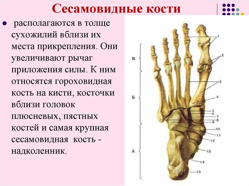 Кости первых текст. Сесамовидная кость плюснефалангового сустава. Латеральная сесамовидная кость стопы. Сесамовидные кости стопы Королюк. Сесамовидные кости 1 пальца стопы.