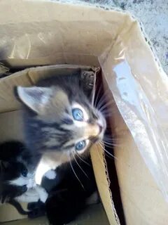 О выброшенном коте