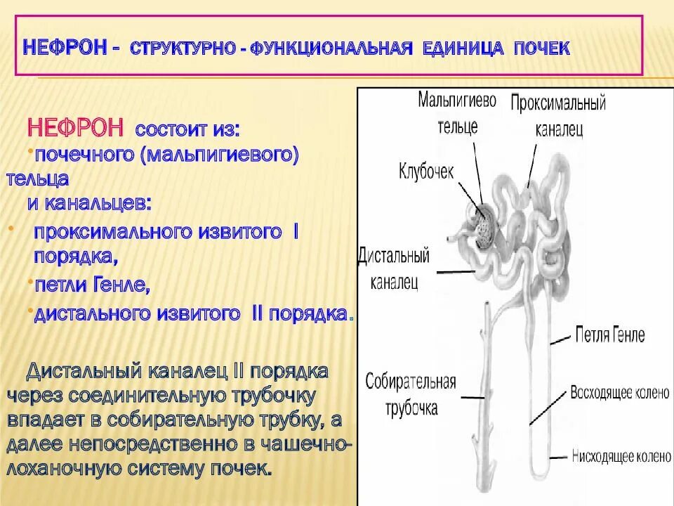 1 нефрон состоит из. Функции канальцев нефрона. Нефрон структурная единица почки. Функции нефрона анатомия. Нефрон основная структурно функциональная единица почки.