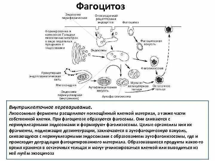 Фагоцитоз структура клетки. Фагоцитоз строение. Фагоцитоз строение органоида. Фагоцитоз строение и функции. Объект лизосома центриоль процесс внутриклеточное пищеварение