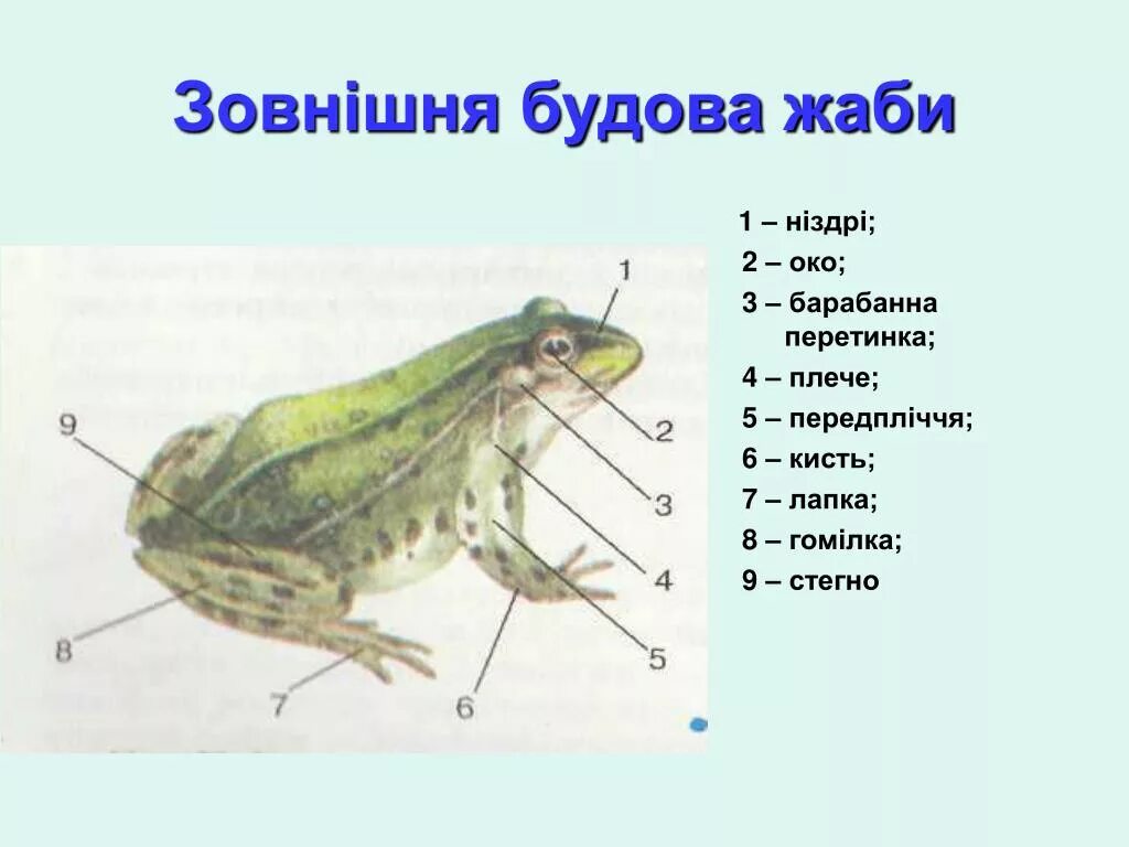Внешнее строение головы лягушки. Внешнее строение озерной лягушки. внешнее строение травяной лягушки. внешнее строение зеленой лягушки рис 127. внутреннее строение остромордой лягушки.