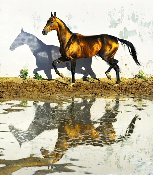 Мир лошадка. Лошадь земли. Картинки лошадей.