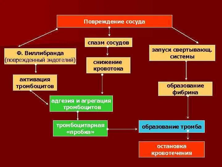 Механизм спазма сосудов. Повреждение эндотелия сосудов патогенез. Механизм развития спазма сосудов. Почему спазм сосудов