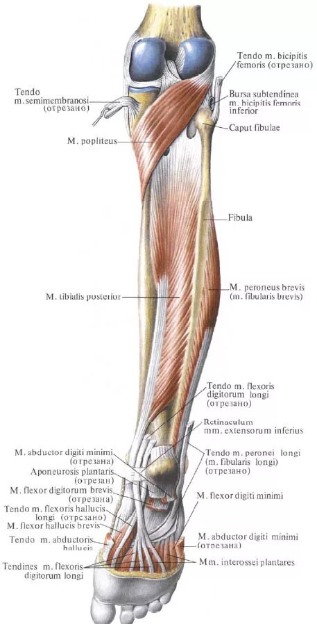 Анатомия голени. Голень анатомия кости и мышцы. Мышцы задней поверхности голени анатомия. Мышцы сгибатели голени анатомия. Подколенная мышца анатомия.