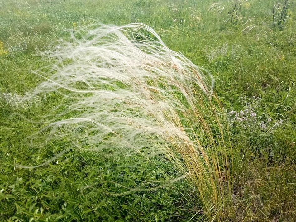 Ковыль-волосатик. Ковыль волосатик (Тырса). Ковыль волосатик Stipa capillata. Ковила волосатик (Stipa capillata). Ковила телеграмм