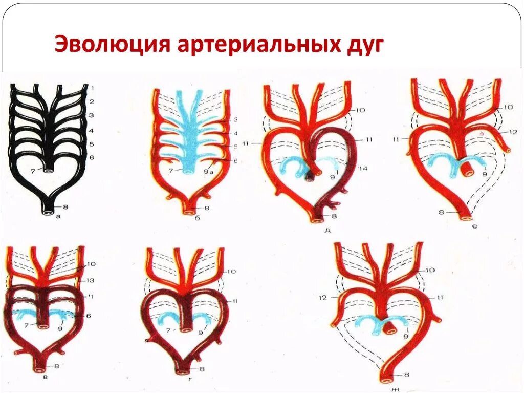 Филогенез позвоночных. Эволюция артериальных жаберных дуг. Эволюция жаберных сосудов позвоночных. Эволюционные преобразования артериальных жаберных дуг позвоночных. Филогенез кровеносной системы позвоночных животных.