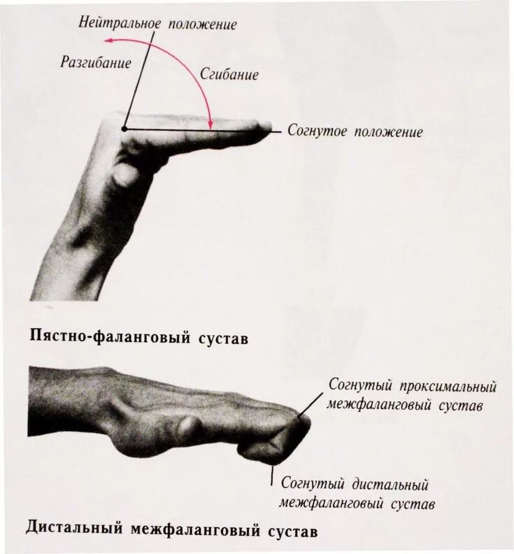 Поражение пястно фаланговых и проксимальных межфаланговых суставов. Пястно-фалангового сустава. сгибание в пястно фаланговом суставе. пястно фаланговые суставы. капсулы пястно фалангового сустава.