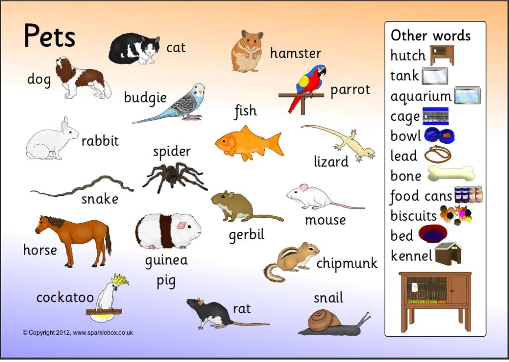 Написать питомца по английскому. Домашние животные на английском для детей. Тема my Pet. Тема животные на английском. Pets на английском для детей.