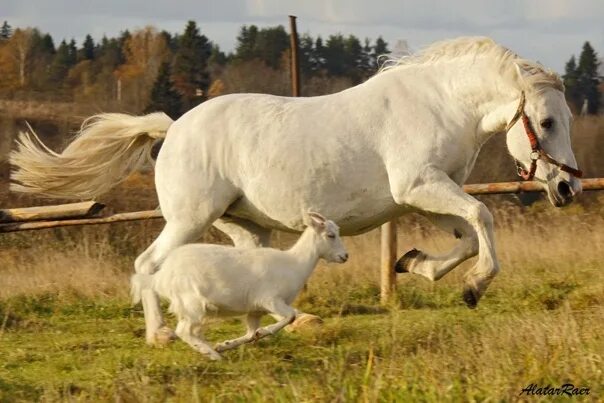 Лошадь и коза. Коза и лошадь Дружба. Фотографию лошадь и коза. Год козы и лошади.