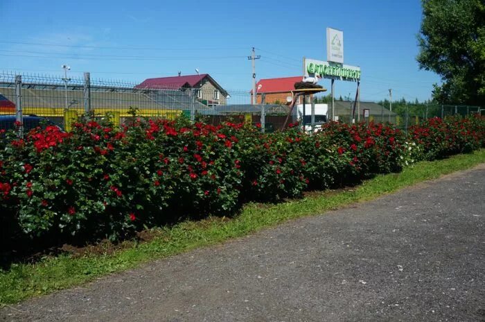 Питомник роз в Никитском на Новорязанке. Садовый центр в Никитском питомник роз.