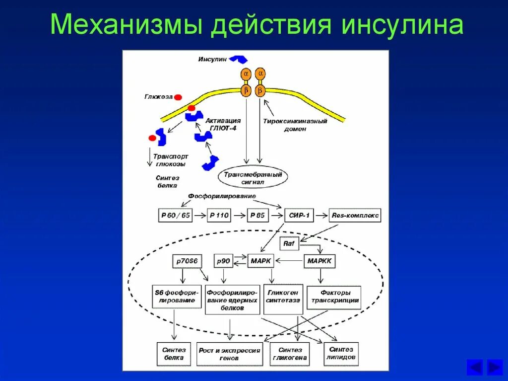 Инсулин и соматотропин. Механизм действия инсулина биохимия схема. Механизм действия инсулина биохимия гормоны. Механизм активации инсулина. Механизм инсулина глют4.